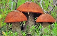 На Прикарпатье за сутки грибами отравились девять человек