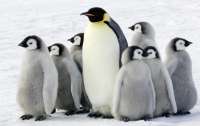 Украинские ученые посчитали пингвинов, которые живут рядом с ними и уже ждут пополнения