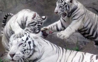 Японцы впервые показали белых тигрят (ФОТО)