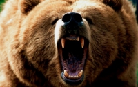 В США медведь загрыз охотника