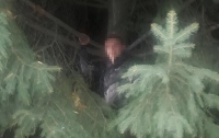 Во Львове грабитель залез на дерево в попытках спрятаться от полиции