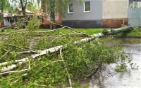 Непогода в Украине: Летающие деревья в Сумах и смерч под Херсоном