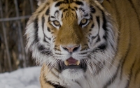 В пригороде Пекина тигр атаковал отдыхающих в парке, есть жертвы