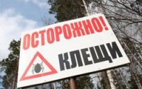 Сезон кровопийц открыт: клещи выползают на охоту