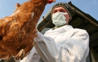 В Тайване вновь зафиксировано птичий грипп