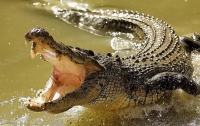 Крокодил съел женщину во время религиозного омовения