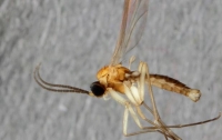 Учёные обнаружили необычно окрашенный вид грибного комара