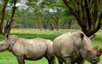 Северокорейские дипломаты попались на контрабанде рогов носорога