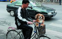 Собаководы с питомцами бегут из Пекина
