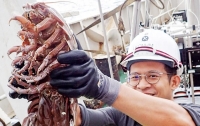 Огромного подводного таракана поймали у берегов Индонезии