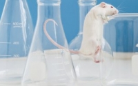 Голландские ученые успешно испытали эликсир молодости на мышах