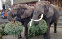 По опыту зарубежных зоопарков, в Харькове кормят животных новогодними елками