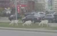В спальном районе Киева разгуливало стадо коз