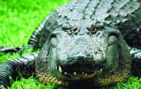 Американец думал, что на лужайке орудует вор, а оказался крокодил
