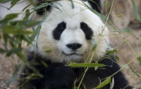 В зоопарке Атланты панда родила двойню (ВИДЕО)