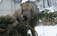 Рождественскую елку Австрии съели слоны 