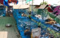В Китае спасли тысячу кошек, которых собирались пустить на мясо под видом свинины