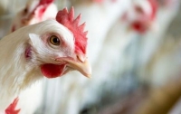Украина лишилась ключевого потребителя своей курятины