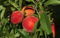 3-4 персика в день помогут до осени похудеть на 10 килограммов, - диетолог