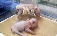 У Японії вивели незвичайних свиней: їхні органи можна пересадити людині