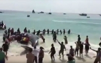 В Бразилии сутки спасали выброшенного на пляж кита (видео)