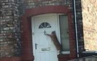 В Британии кошка научилась стучать в дверь (ВИДЕО)