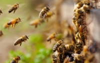 В США агрессивные пчелы захватили город