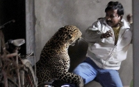 Леопард 12 часов охотился на жителей деревни (видео)