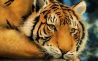 В Индии туристам запретили соваться к тиграм