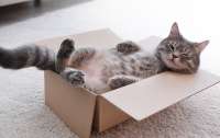Посылка с сюрпризом: в Германии женщина отправила по почте собственную кошку