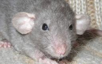 Крысы, оказывается, тоже переживают, - ученые