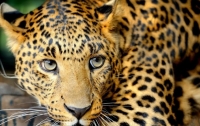 В Индии при поимке леопарда пострадали 6 человек