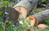 На Житомирщине незаконно нарубили деревьев почти на полмиллиона