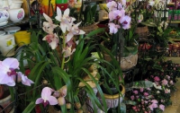 В Тернополе показали чудо-цветы, цветущие круглый год (ФОТО)