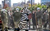 В японском зоопарке изловили женщину в костюме зебры (ВИДЕО)