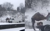Верблюд оказался в плену снежного шторма (видео)