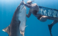 Бесстрашный дайвер ввел в транс смертоносную акулу и попал на видео