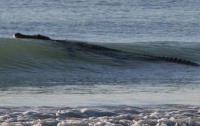 Огромный крокодил мгновенно опустошил австралийский пляж (ФОТО)
