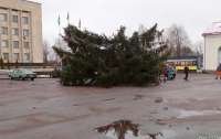 Новогодняя елка сначала оставила город без интернета, а потом и вовсе сломалась (видео)