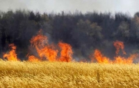 На Киевщине вредитель сжег 7 гектаров пшеницы