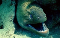 В Мексике на пляже обнаружили огромное зубастое чудище