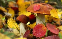 Ученые выяснили зачем грибы выделяют галлюциногены
