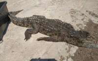 На украинском курорте из воды достали мертвого крокодила