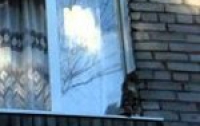 В центре Киева кот пролетел шесть этажей и застрял на решетке