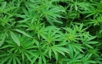 Депутаты уже зарегистрировали легализацию марихуаны для медицины