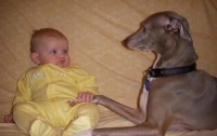 Младенцы могут понимать собак