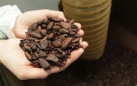 Дефицит какао-бобов может привести к массовой фальсификации шоколада
