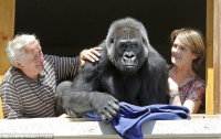 Во Франции пожилые зоологи приняли в свою семью огромную гориллу