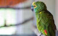 В Новой Зеландии попугай украл камеру и снял свой полет (видео)