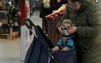 Собачка зашла в магазин, соблюдая все требования карантина (видео)